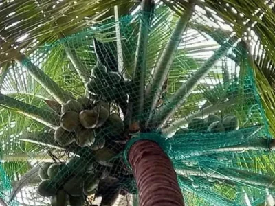 Best Coconut Tree Safety Nets in Bangalore | Call "Menorah CocoNets" - 6362539199