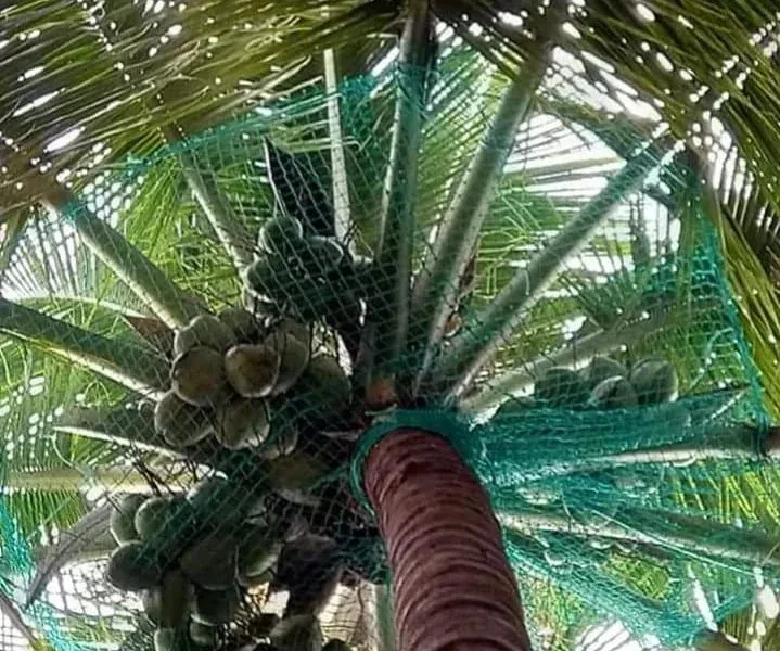 Best Coconut Tree Safety Nets in Bangalore | Call "Menorah CocoNets" - 6362539199