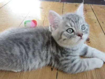 American Shorthair Daisy