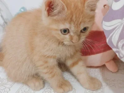 Best British Shorthair Fuzzy