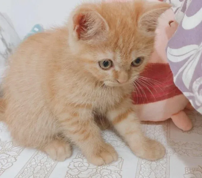 Best British Shorthair Fuzzy