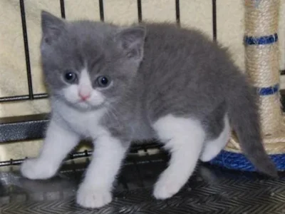 Beautiful British Shorthair Hana