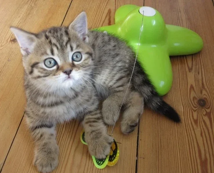 Beautiful Bengal Kitten Jello