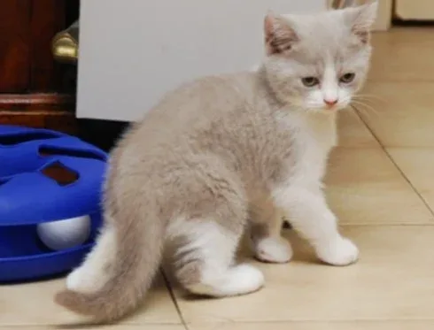 Cute British Shorthair Lucy