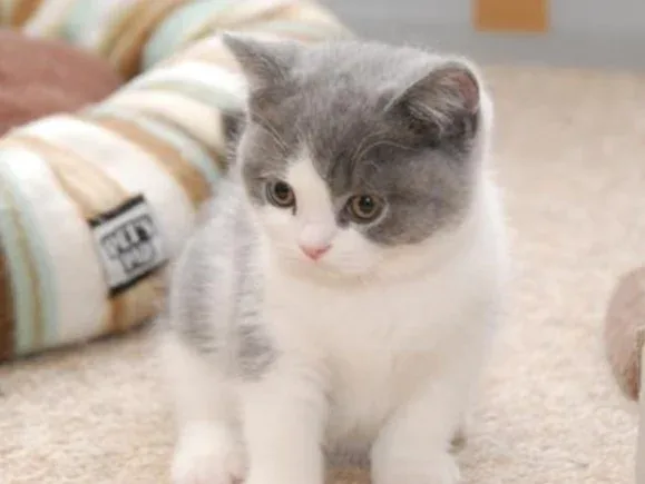 Fantastic British Shorthair Mario