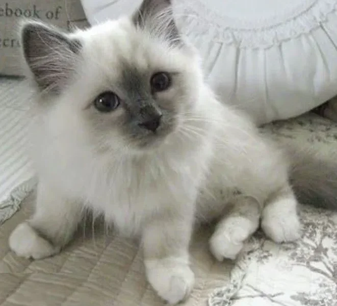 Excellent Ragdoll Kitten Alfie