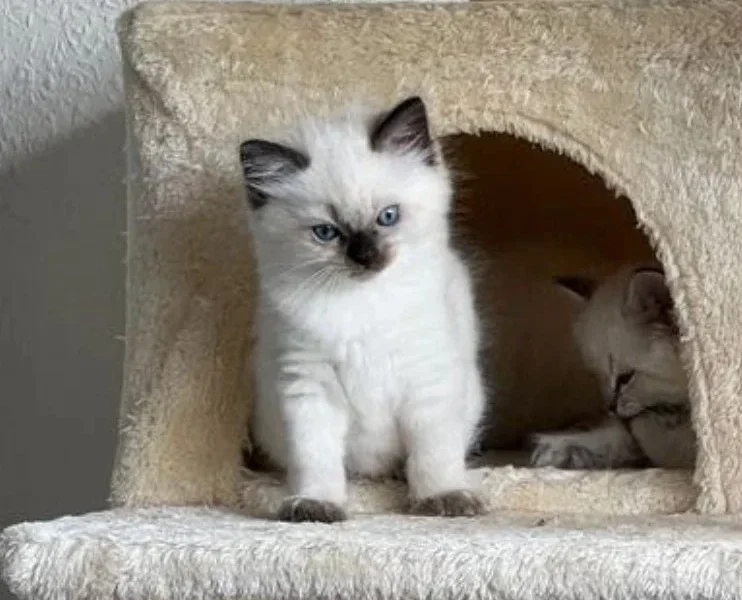 Cute Ragdoll Kitten Bobby