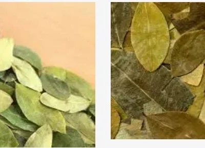 Buy Coca Leaves Online