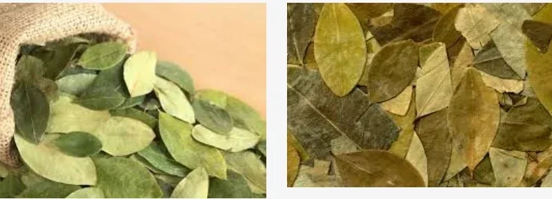 Buy Coca Leaves Online