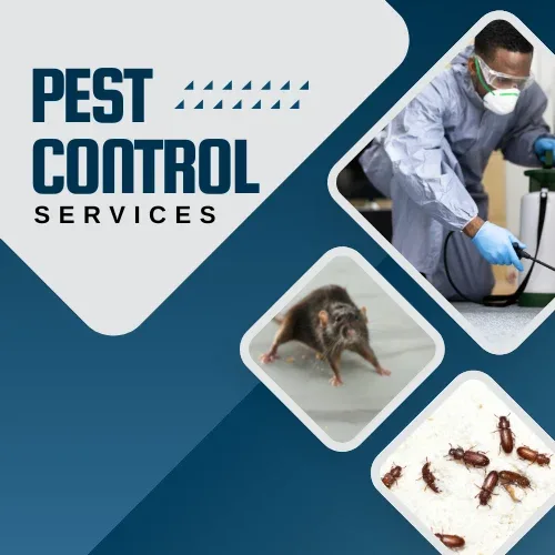 Reclaim Your Space with Northcote's #1 Pest Control Team