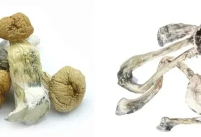 Buy Dried Mushrooms Online